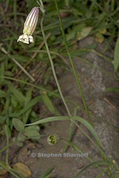 silene douglasii var douglasii 8 graphic